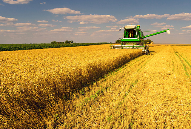 Grain Harvesting