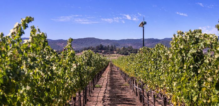 Soil Moisture monitoring in vineyard